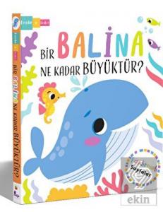 Bir Balina Ne Kadar Büyüktür?