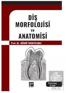 Diş Morfolojisi ve Anatomisi