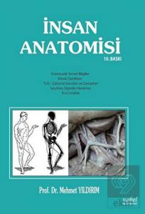 İnsan Anatomisi