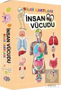 İnsan Vücudu Bilgi Kartları