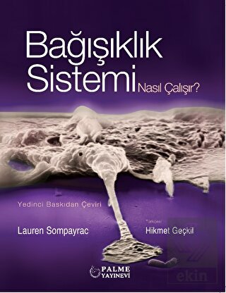 Bağışıklık Sistemi Nasıl Çalışır