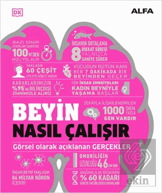 Beyin Nasıl Çalışır