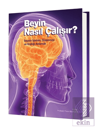 Beyin Nasıl Çalışır?