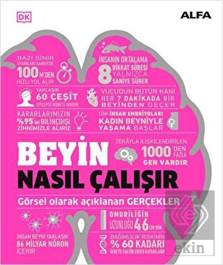 Beyin Nasıl Çalışır