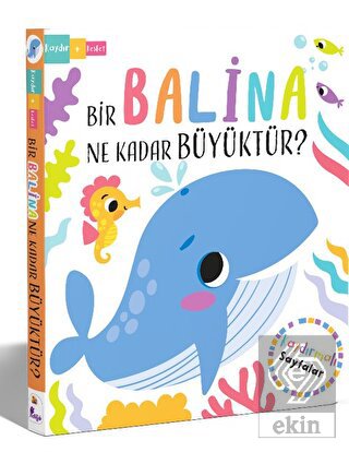 Bir Balina Ne Kadar Büyüktür?