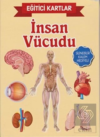 Eğitici Kartlar - İnsan Vücüdu