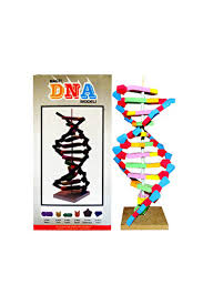 ELİF DNA MODELİ KUTULU