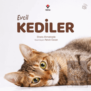 Evcil Kediler
