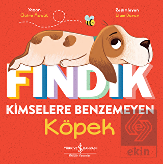 Fındık Kimselere Benzemeyen Köpek