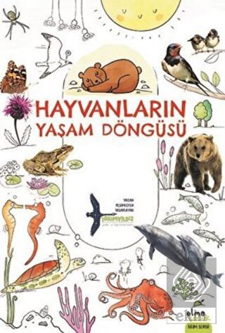 Hayvanların Yaşam Döngüsü