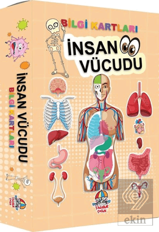 İnsan Vücudu Bilgi Kartları