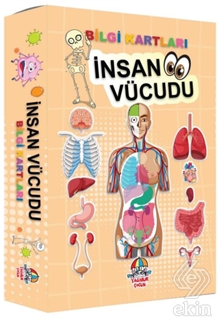 İnsan Vücudu Bilgi Kartları