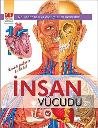 İnsan Vücudu