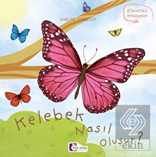 Kelebek Nasıl Oluşur?