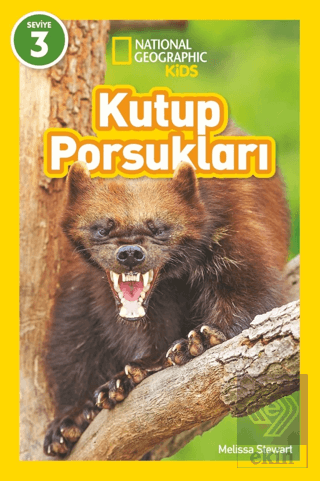 Kutup Porsukları - National Geographic Kids