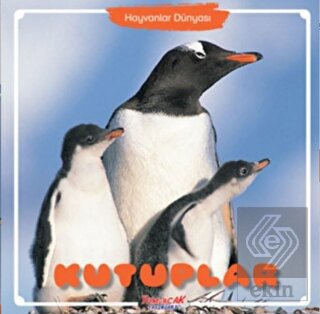Kutuplar - Hayvanlar Dünyası