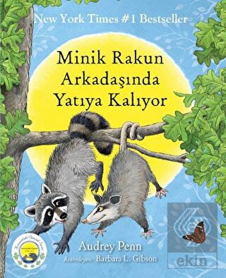Minik Rakun Arkadaşında Yatıya Kalıyor