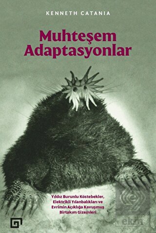 Muhteşem Adaptasyonlar