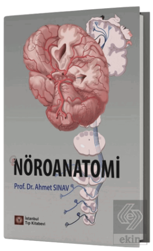 Nöroanatomi