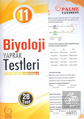 Palme Yaprak Test 11. Sınıf Biyoloji