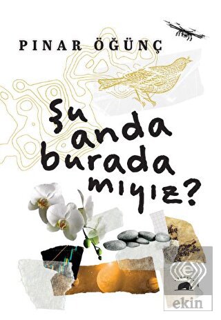 Şu Anda Burada Mıyız?