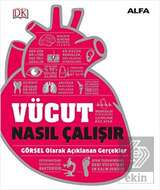 Vücut Nasıl Çalışır