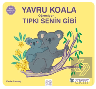 Yavru Koala Öğreniyor Tıpkı Senin Gibi