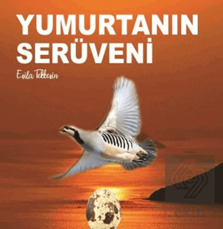 Yumurtanın Serüveni